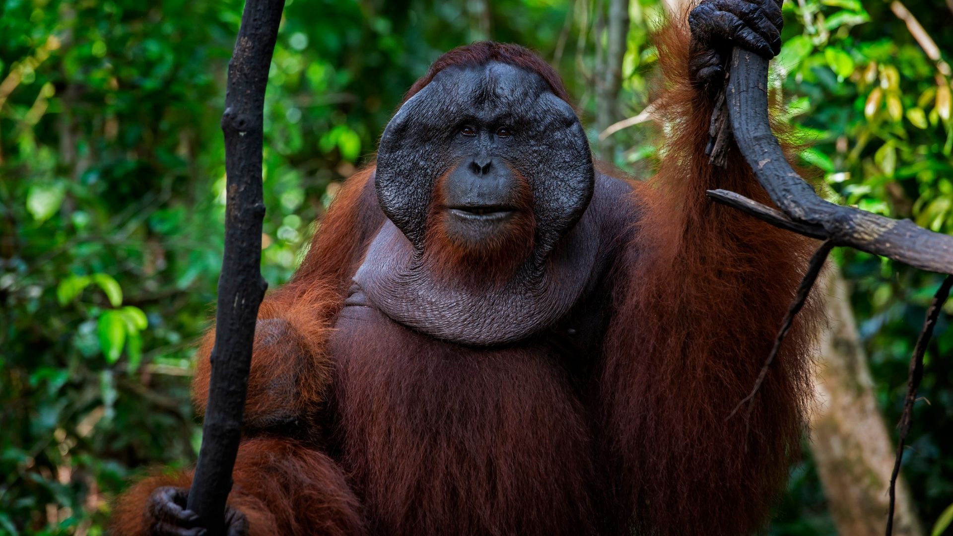 Tanjung Puting National Park